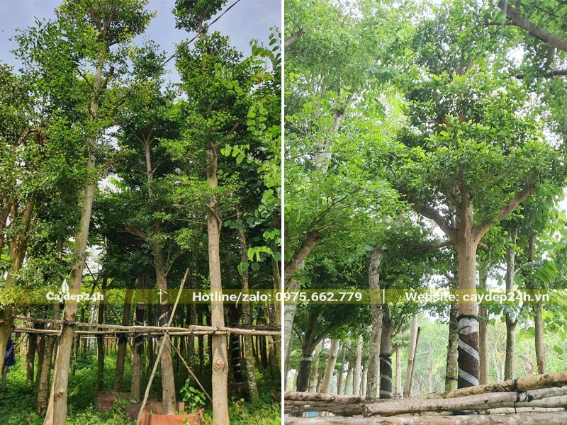 Bàng Đài Loan loại thân lớn đã dâm ủ, đk gốc khoảng 15 - 20cm