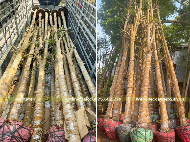 Đưa lô cây Bàng lá nhỏ ĐK gốc 20cm lên xe công vận chuyển cho khách