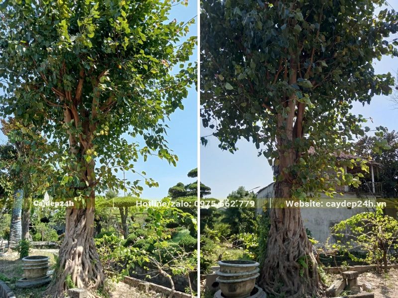 Bồ Đề cổ thụ trồng trong sân vườn biệt thự