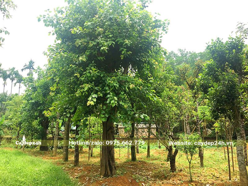 Vườn giâm ủ các loại cây công trình cổ thụ