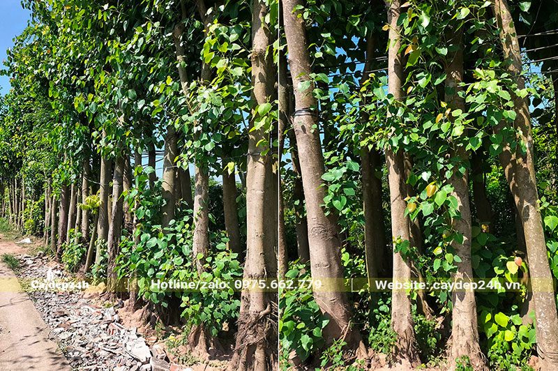 Bồ Đề công trình đường kính gốc 30cm