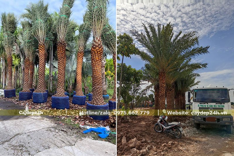 Những cây Chà Là Trung Đông đã được tuyển chọn để giao cho khách hàng
