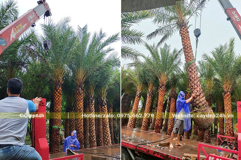 Cây Chà Là Trung Đông tại nhà vườn của Cây Đẹp 24h