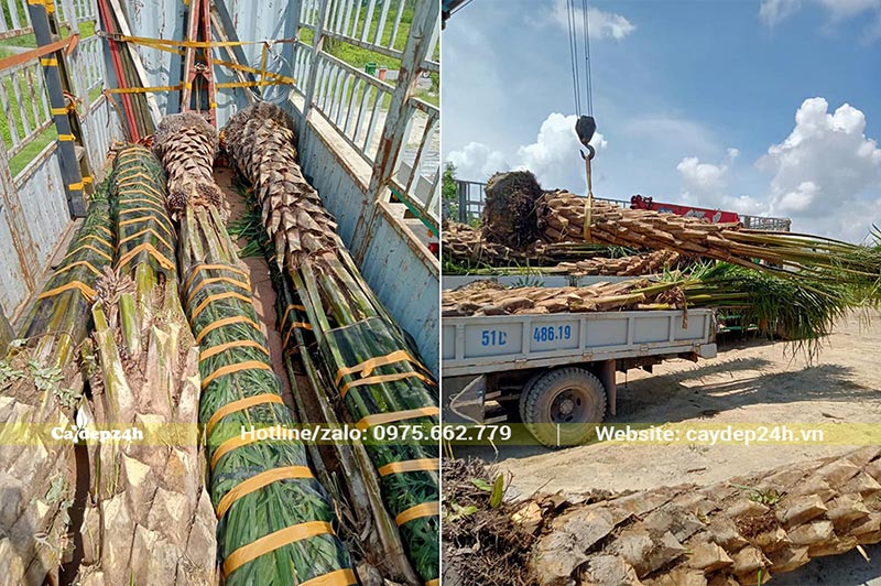 Những cây Cọ Dầu lóng thân 1m đã bọc cành cẩn thận chuyển lên xe tải