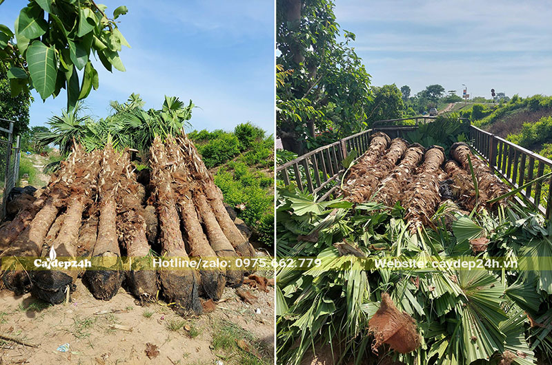 Đưa cây Cọ Trơn lên xe và chuyển đến công trình