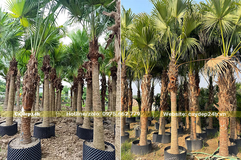 Cọ Trơn công trình đẹp, đường kính 25 - 35cm