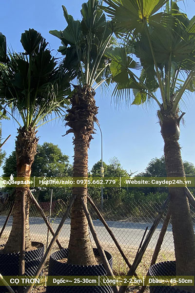 Cọ Da Trơn dưỡng trong bầu đất lớn, hàng đẹp