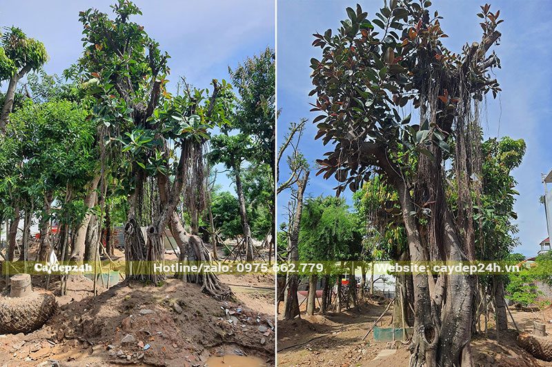 Bán những cây Đa Búp Đỏ công trình đã dâm ủ, kích thước khủng, thân cổ thụ đẹp