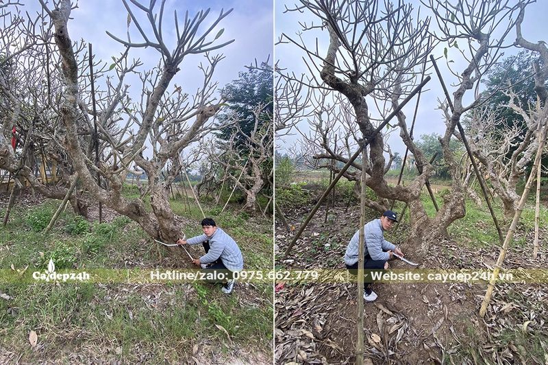 Mùa Đông cây hoa Đại rụng hết lá, khoe chọn bộ cành tán khẳng khiu