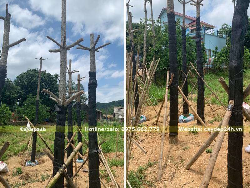 Bán số lượng lớn cây gạo và dâm ủ tận vườn cho khách