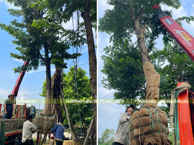 Cẩu cây Giáng Hương cổ thụ lên xe giao cho khách tại Hà Nội
