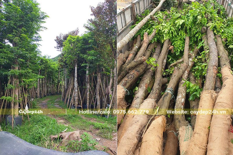 Tuyển chọn những cây Giáng Hương huyết chất lượng cho khách tại vườn