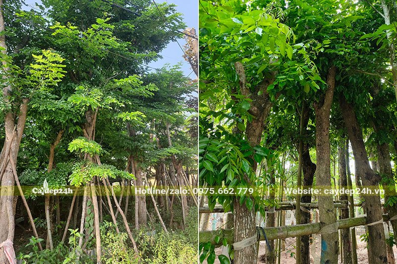 Vườn Giáng Hương Huyết lâu năm, đường kính gốc lên đến 30cm