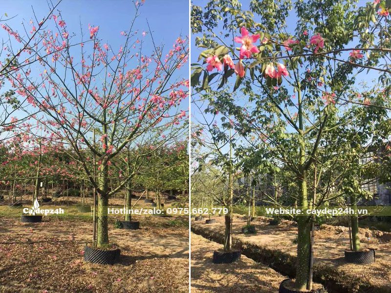 Cây Mỹ Nhân dâm ủ đang ra hoa