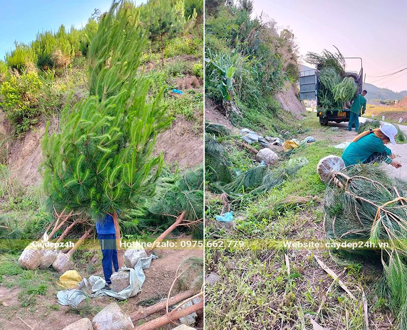 Bán cây Thông Mã Vĩ cao 4m, đường kính 12 - 15cm