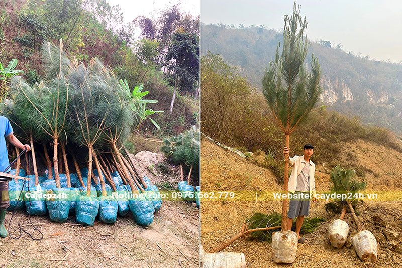 Chọn từng cây Thông Mã Vĩ chất lượng để giao cho khách