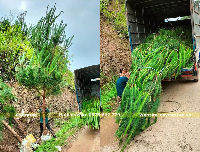 Bán cây Thông Mã Vĩ công trình giá tốt, vận chuyển giao hàng toàn quốc