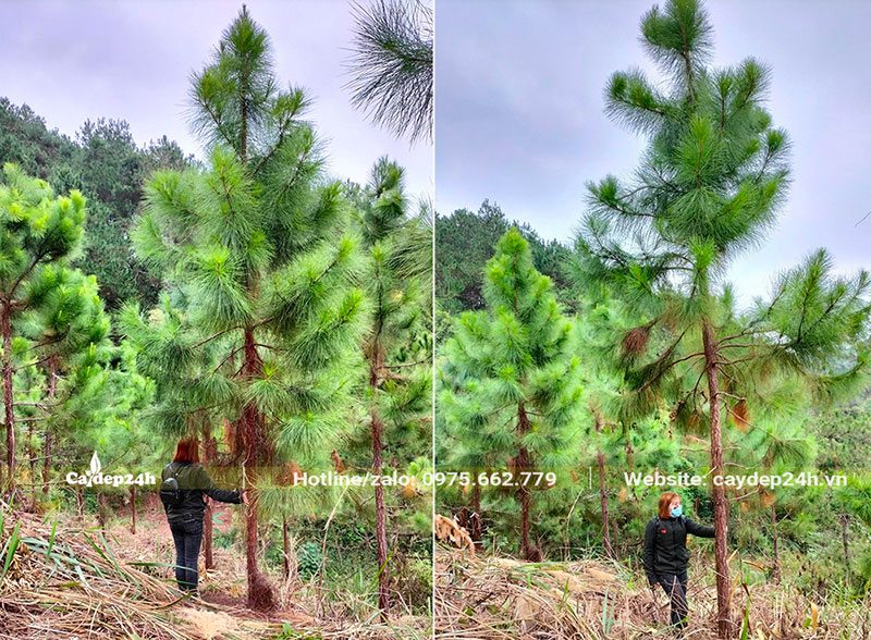 Khách đi xem và chọn cây tại rừng trồng hàng chục ha của Cây Đẹp 24h