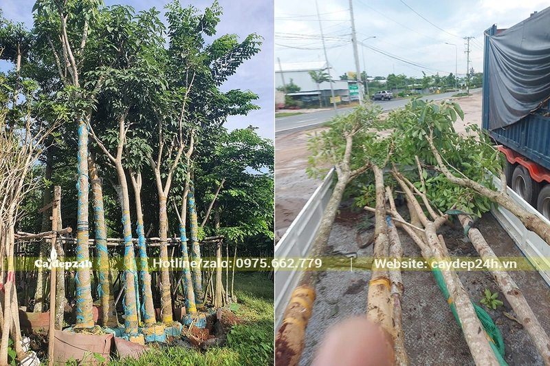 Cây hoa Kèn Hồng được chọn và đưa lên xe tải chuyển cho khách hàng