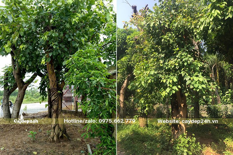 Bồ Đề trồng lâu năm, đường kính 30 - 50cm