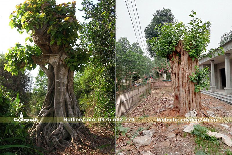 Thi công trồng cây Bồ Đề vanh 200 tại công trình