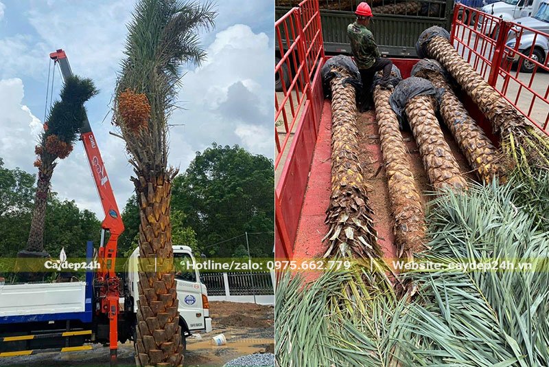 Dùng cần cẩu di chuyển từng cây Chà Là lên xe công