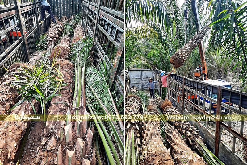 Bán cây Cọ Dầu số lượng lớn, giá tốt