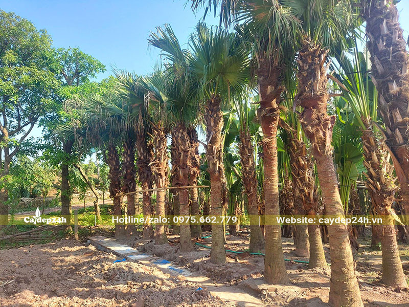 Dưỡng cây Cọ Trơn công trình đường kính 30 - 35cm