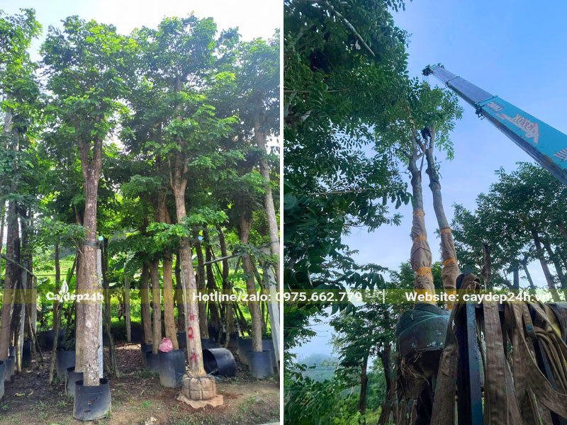 Vườn cây Giáng Hương huyết cao 5m, đường kính gốc 18cm