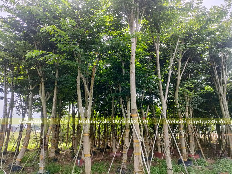 Vườn Giáng Hương đường kính 10cm, cao 3,5 - 4,5m