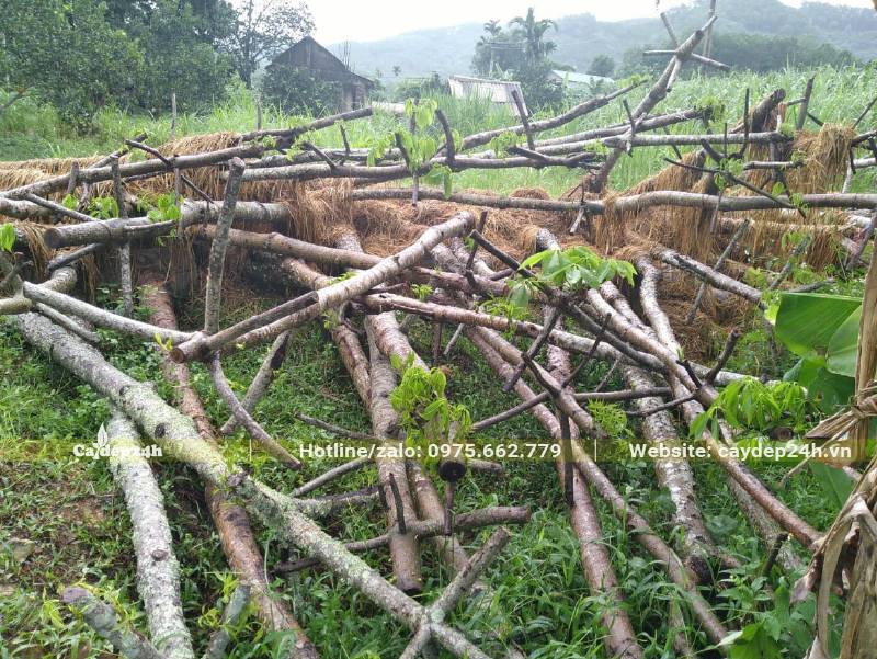 Dưỡng ủ gốc số lượng lớn cây gạo công trình lâu năm