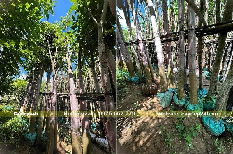 Những hàng Kèn Hồng đã dâm ủ kỹ