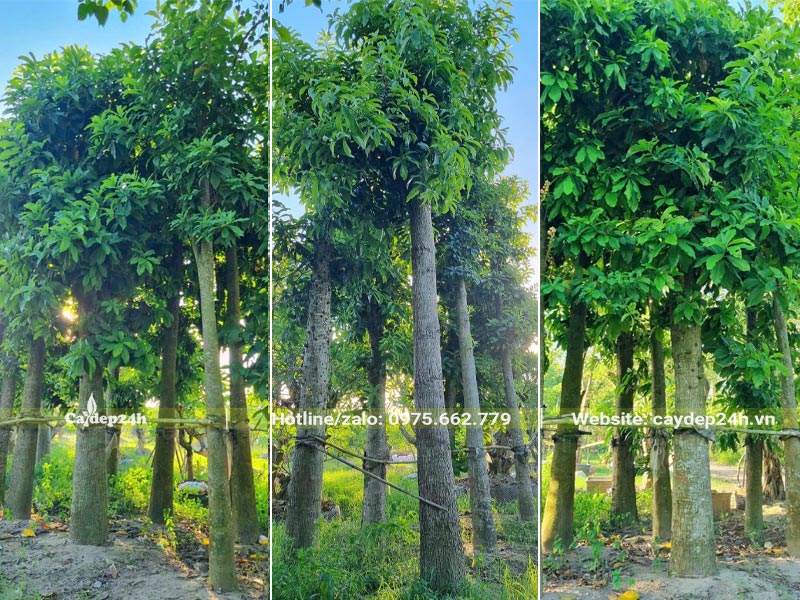 Cung cấp và thi công trồng cây Sala công trình đk gốc 30cm tại khu đô thị