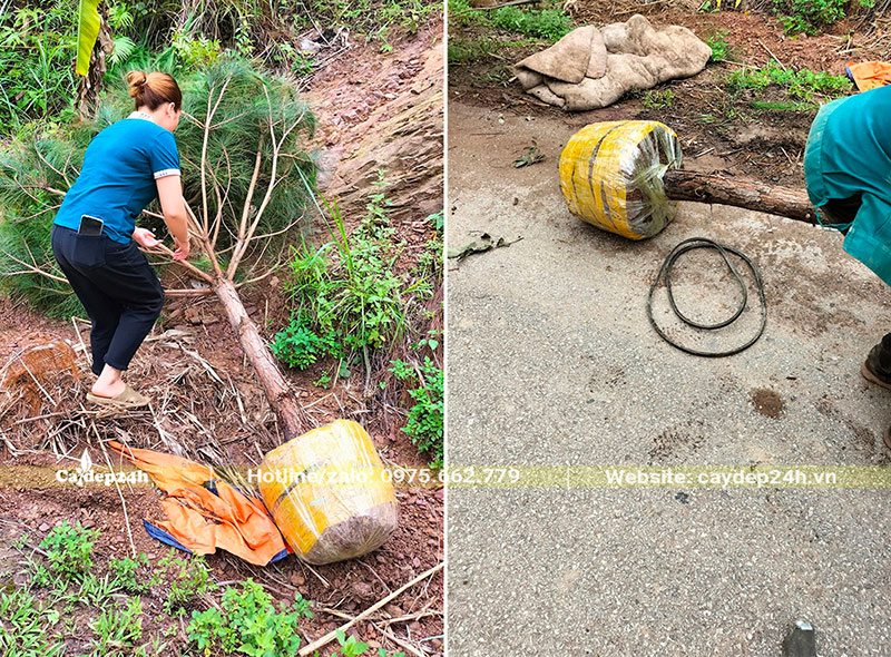 Khách kiểm tra cây được khi nhận bàn giao