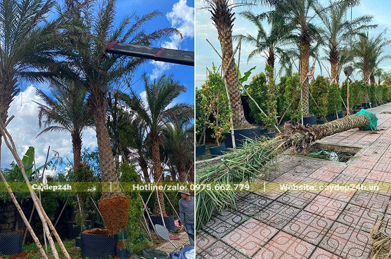 Đưa cây Chà Là ra khỏi bầu dâm ủ, chuẩn bị bọc bầu giao cho khách