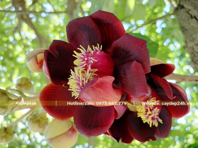 Chùm hoa Sala có màu đỏ thẫm lạ mắt