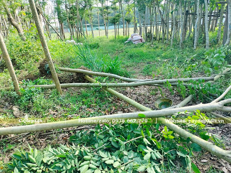 Bứng bầu cây giáng hương đuôi công đường kính 12cm