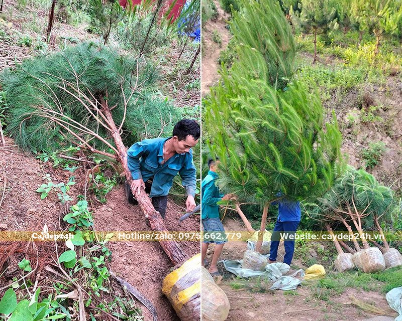 Thông Mã Vĩ đường kính 15cm vừa mới bứng bầu