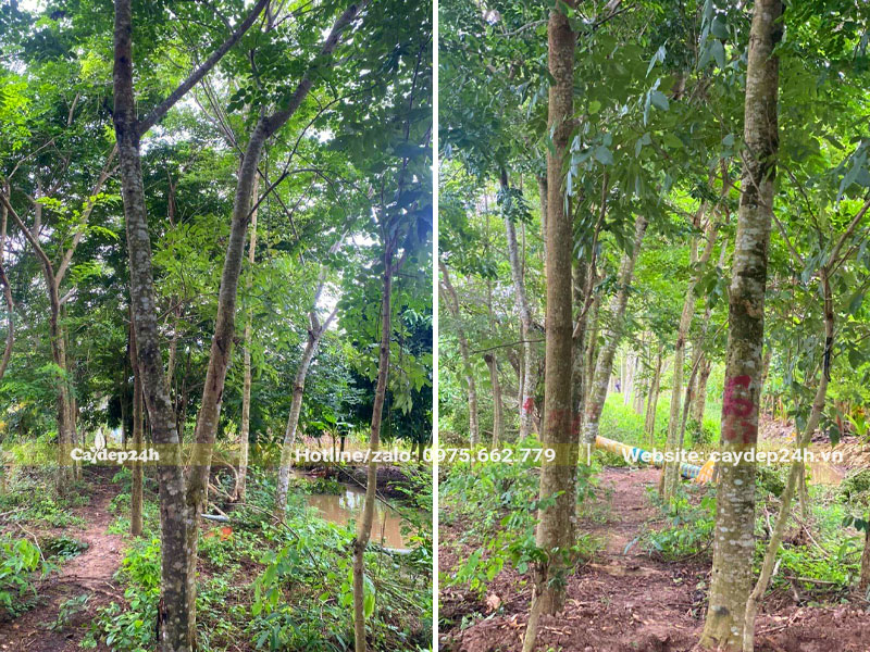 Đánh bầu và bứng cây Giáng Hương lâu năm vanh 50 - 60cm