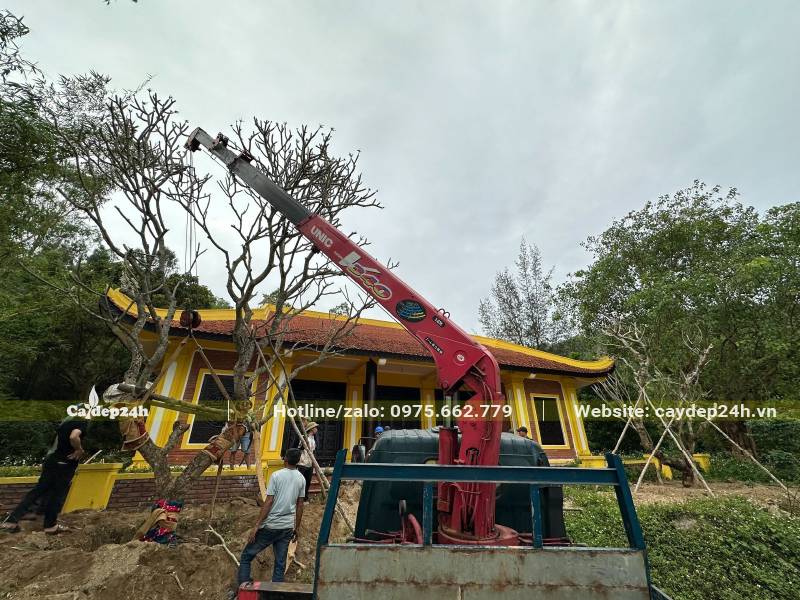 Trồng cây hoa Đại cổ thụ, cao 7m tại khu lăng mộ Đại tướng Võ Nguyên Giáp