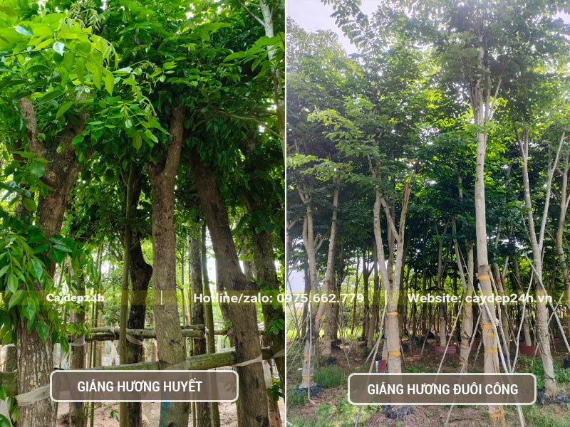 Hình ảnh hai loại cây Giáng Hương công trình
