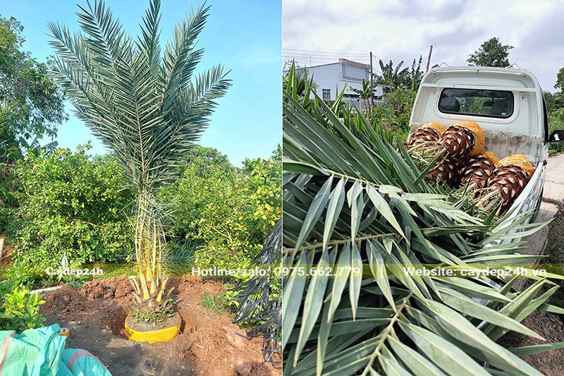 Bứng bầu và di chuyển cây Chà Là Trung Đông ra xe