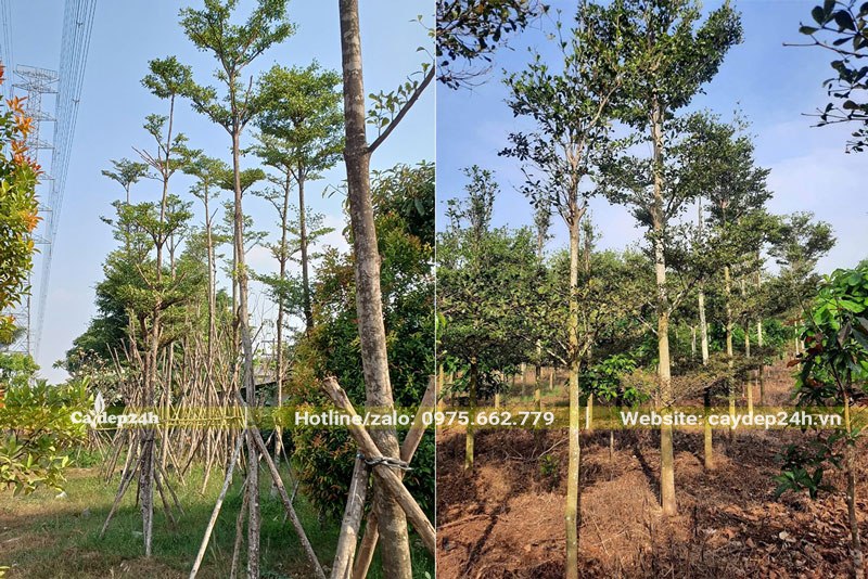 Vườn trồng cây Bằng Đài Loan lâu năm, cây đường kính 5 - 7cm