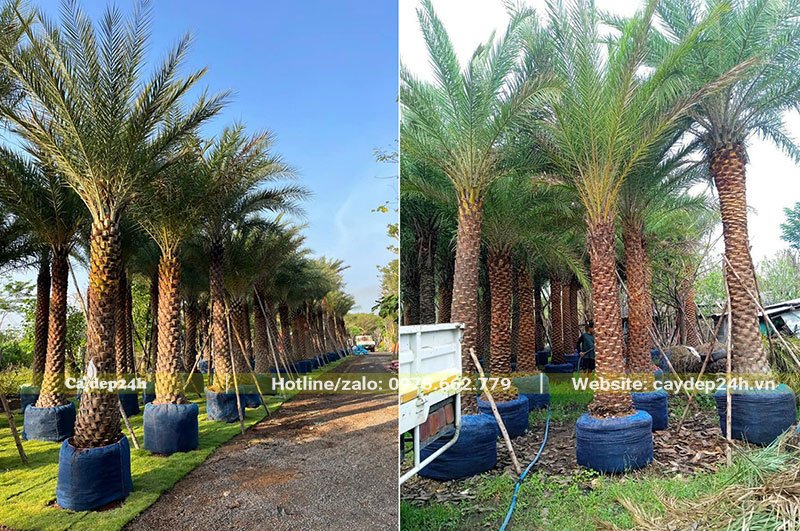 Vườn dâm ủ cây Chà Là Trung Đông số lượng hàng nghìn cây