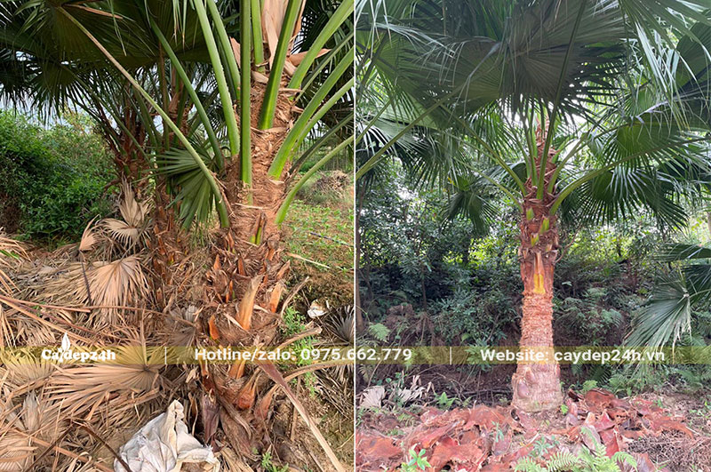 Trồng và chăm sóc vườn cây Cọ Trơn công trình