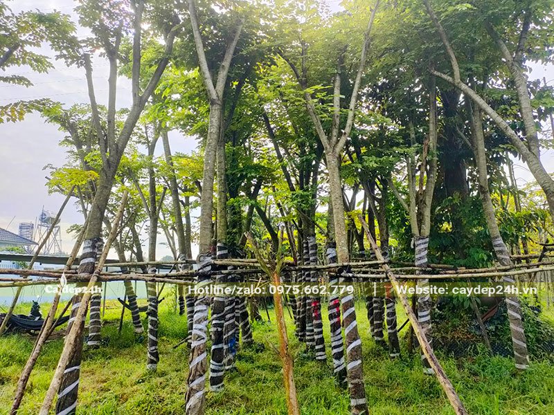 Vườn dâm ủ cây Giáng Hương được chăm sóc kỹ