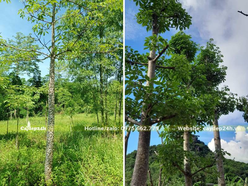 Vườn trồng và dưỡng cây hoa Gạo số lượng lớn, đủ kích thước to nhỏ