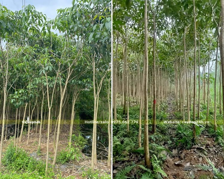 Vườn cây Kèn Hồng chuẩn bị vỡ tán, cao 2 - 3m