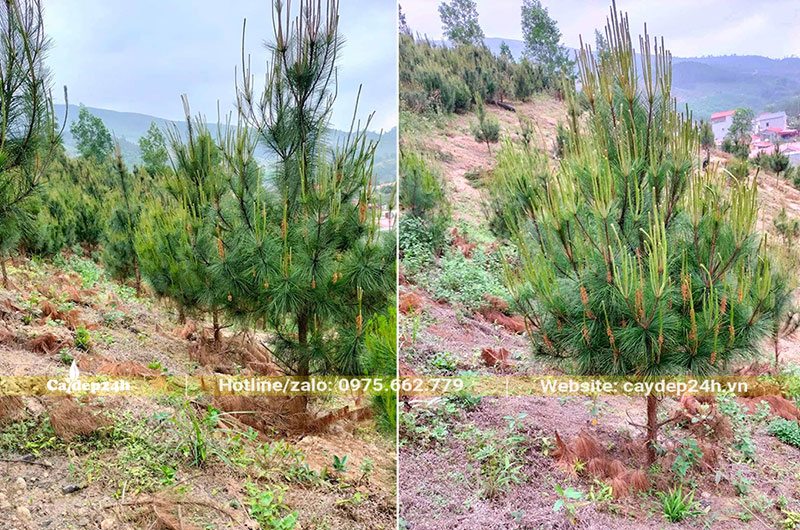 Thông Mã Vĩ đường kính 3cm