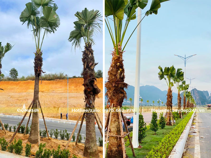 Trồng cây Cọ Trơn công trình trên dải phân cách giữa đường quốc lộ